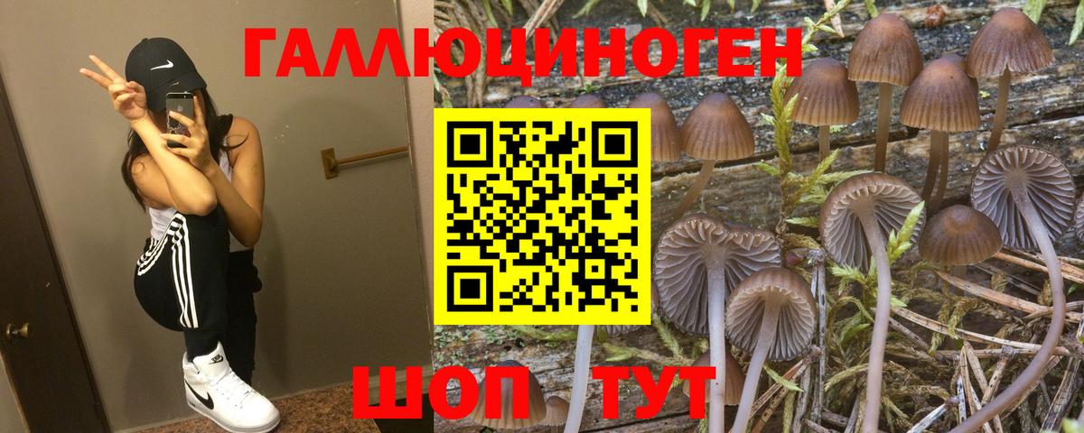 Псилоцибиновые грибы GOLDEN TEACHER Карпинск